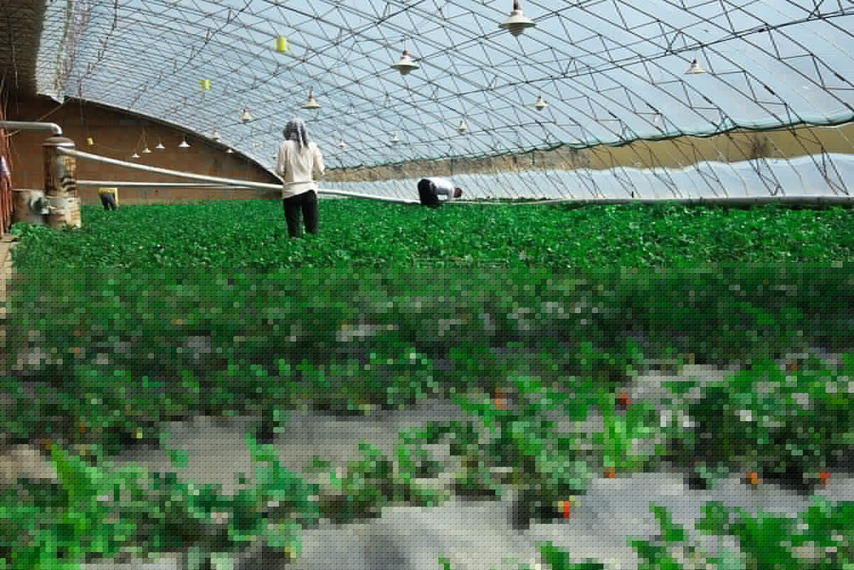 包头市九原区农业技术推广中心圆满完成2024年农作物秸秆综合利用项目